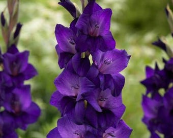Pack of 5 Gladiolus 'Purple Flora' | Size 12/14cm Corms Bulbs | Purple, Packaged w/ Planting Instructions, Flowers, Great Gifts