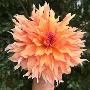 May include: A close-up of a fully bloomed dahlia flower. The flower has layers of soft, delicate petals in shades of peach, orange, and pink. The center of the flower is a deeper shade of pink. The background is a blurred green.