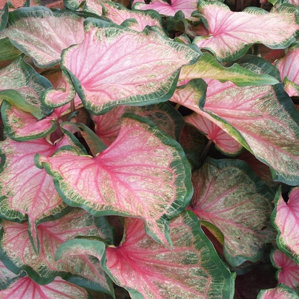 Size # 1 "Chinook" Caladium Bulb - Nicely Packaged with Planting Instructions, Large Bulbs for More Flowers, Great Gifts