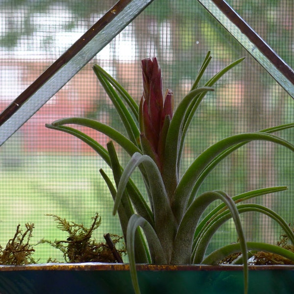 Stained Glass Window Planter with Air Plant (Tillandsia) in Mottled Turquoise and Green