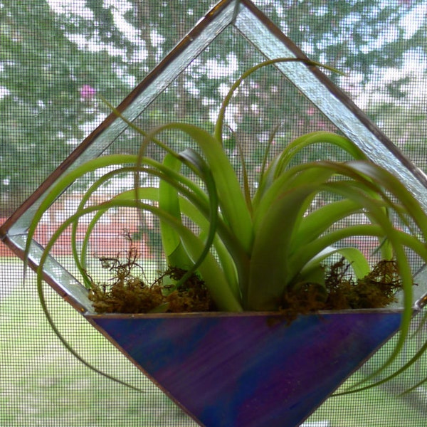 Stained Glass Window Planter with Air Plant (Tillandsia) in Iridized Blue