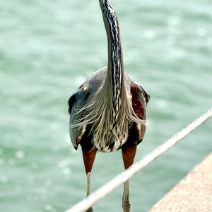 Blue Heron Ocean Serenity 8x10 Photo Print