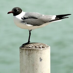 Seagull Ocean Serenity 8x10 Photo Print