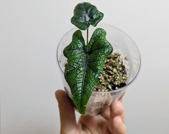 Alocasia Jacklyn bébé