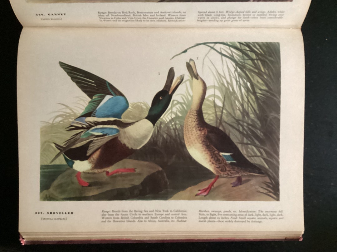 Original 1937 John James Audubon Birds of America Book Plate Prints