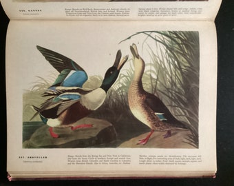 Original 1937 John James Audubon Birds of America book plate prints / lithograph bird picture