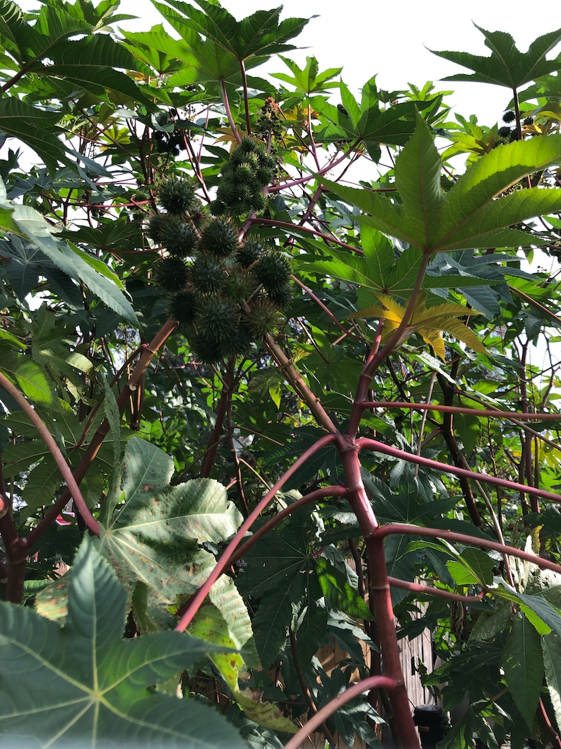 Castor Bean Seeds Etsy