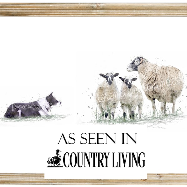 watercolour border collie and swaledale sheep print, working collie, swaledale sheep painting, working dog, gift for shepherd, country art