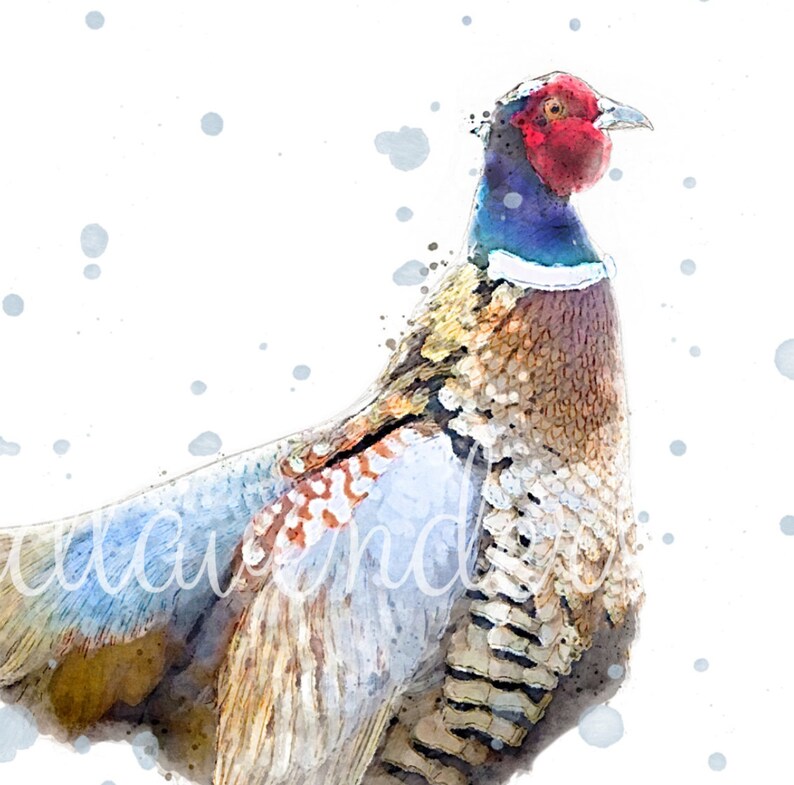 May include: A watercolor painting of a pheasant with a red head, blue neck, and brown and white feathers. The background is white with blue watercolor splatters.