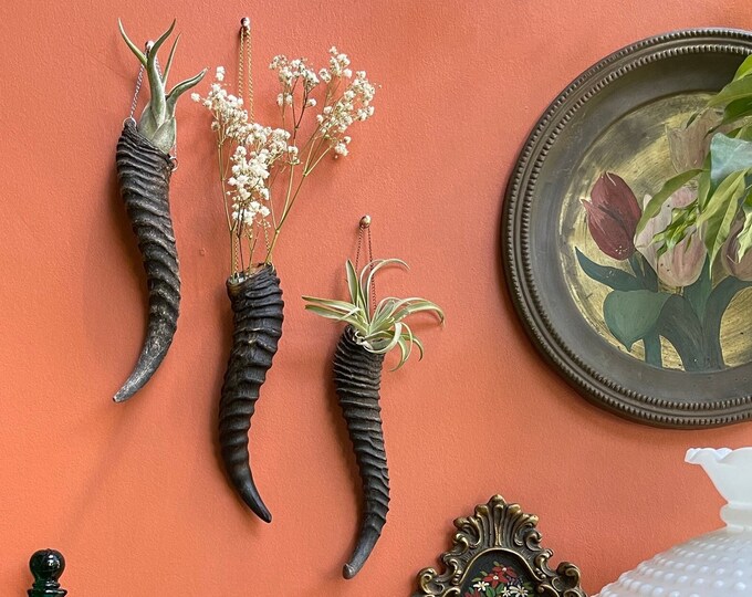 Air Plant Hanger or Dried Flower Vase from Real Springbok Horn / Wall Mounted Plant Holder Boho Decor / Hanging Horn for Air Plant Flowers
