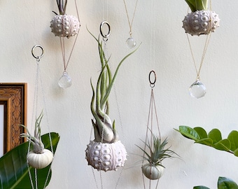 Sea Urchin Suncatcher & Air Plant Hanger / Rainbow Crystal Sun Catcher with Air Plant Holder / Beachy Boho Window Decor for Hanging Plants