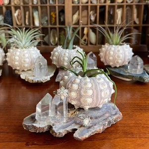 May include: Five white sea urchin planters with air plants on top, each sitting on a slice of agate with clear quartz crystals. The planters are arranged on a wooden surface.