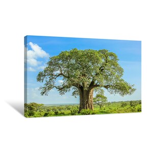 Baobab Tree In Tarangire National Park Canvas Wall Art | décor for home & office | canvas ready to hang | canvas prints | large wall art