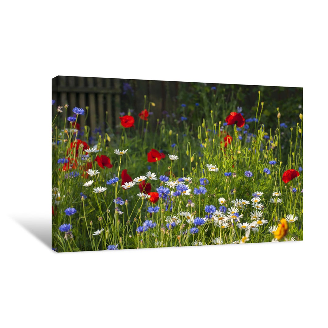 Blooming Poppies and Wild Flowers Canvas Wall Art | Décor for Home ...