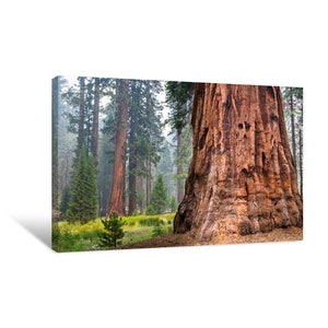 Giant Sequoia Trees In Mariposa Grove Canvas Print Wall Art | décor for home & office | Limitless Walls