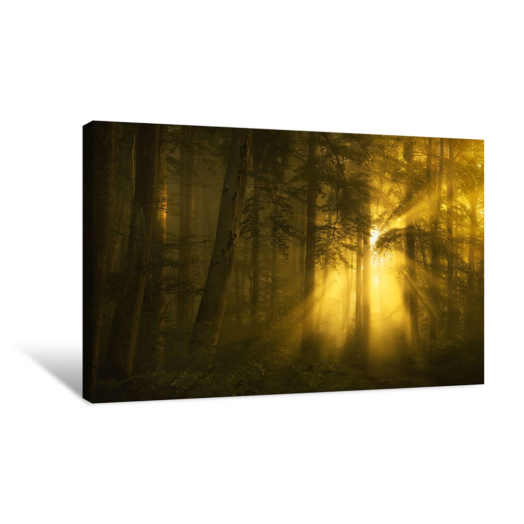 Golden Sun Rays in the Dark Forest Canvas Wall Art | Décor for Home ...