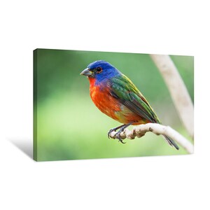 Rainbow Bunting Canvas Wall Art | décor for home & office | canvas ready to hang | canvas prints | large wall art