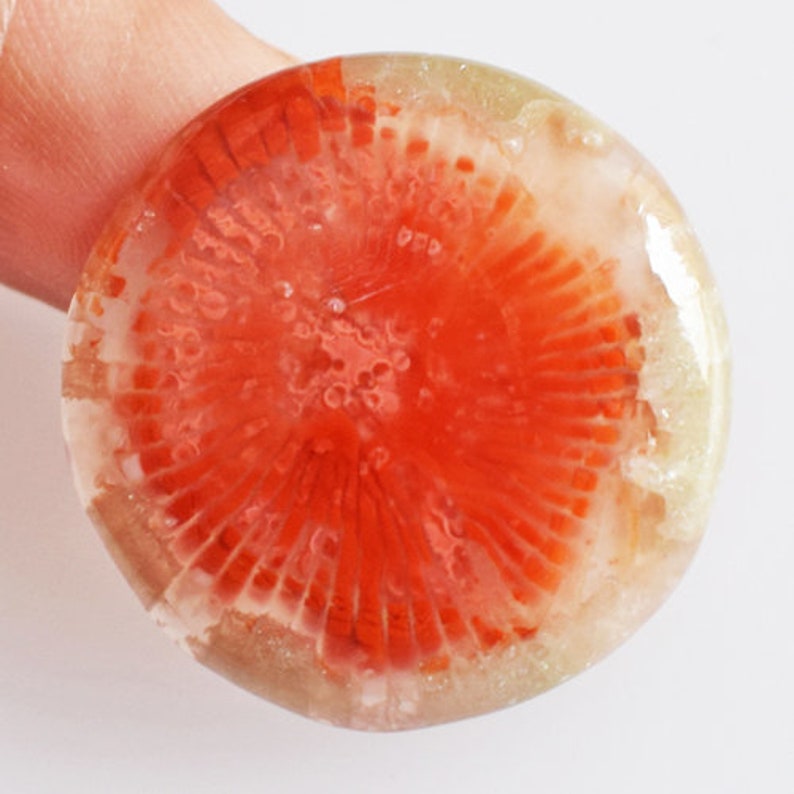 Size 24x24x4 MM Agatized Round Shape Fossil Coral AG-11593 Natural Utah Red Horn Coral Cabochon Jewellery Making Stone For Pendant