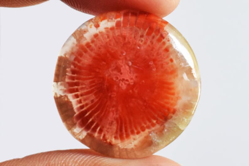 Size 24x24x4 MM Agatized Round Shape Fossil Coral AG-11593 Natural Utah Red Horn Coral Cabochon Jewellery Making Stone For Pendant