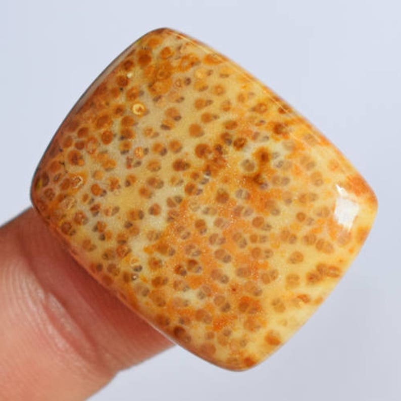 Cab Suppliers AG-7219 Handcrafted in USA Pendant Gemstone Fossilized Stone Jewelry Making 5.8 Gram Genuine Louisiana Palm Wood Cabochon