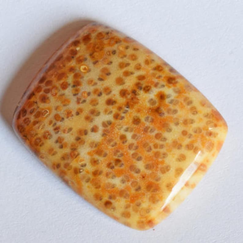 Cab Suppliers AG-7219 Handcrafted in USA Pendant Gemstone Fossilized Stone Jewelry Making 5.8 Gram Genuine Louisiana Palm Wood Cabochon