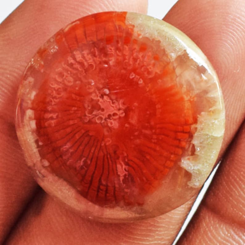 Size 24x24x4 MM Agatized Round Shape Fossil Coral AG-11593 Natural Utah Red Horn Coral Cabochon Jewellery Making Stone For Pendant