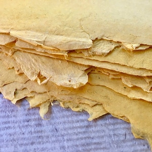 Full sheets Haldi Root aka Turmeric Indian Sunn Hemp yellow handmade paper, 40 x 55 cm / 15.74 x 21.6 inches approx, 100 gsm artists paper