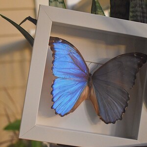 Real Framed Purple Morpho Butterfly (godarti asarpae)