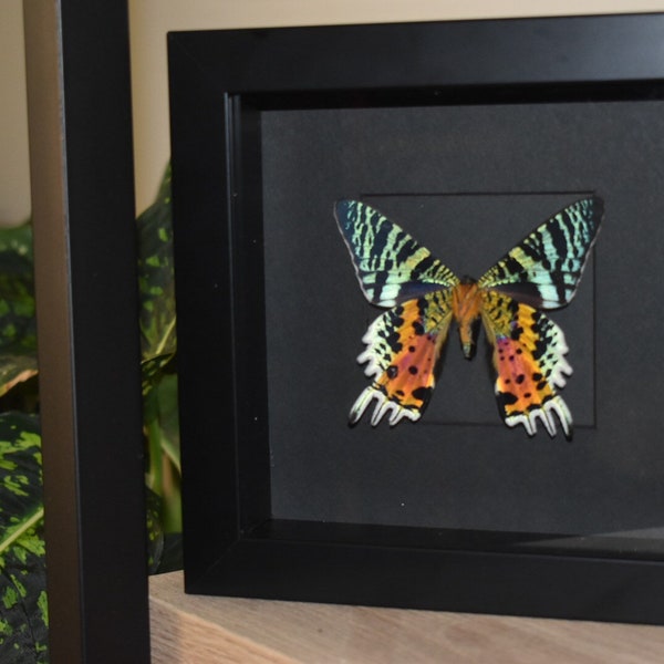 Taxidermy Moths Etsy