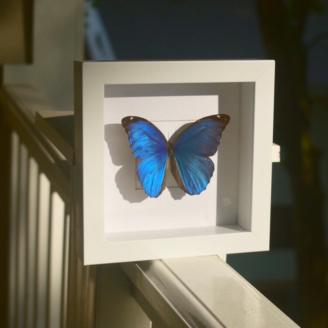 Real Framed Blue Morpho Butterfly - Etsy