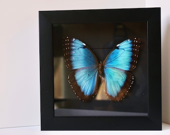 Framed Blue Morpho Peleides Mariposa