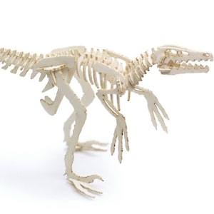 May include: A white cardboard model of a dinosaur skeleton. The dinosaur is posed in a running position with its mouth open.