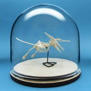 Pterodactyl Miniature Skeleton Deluxe Kit