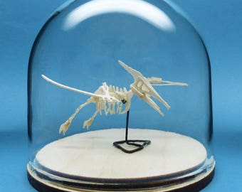 Kit de luxe Pterodactyl Miniature Skeleton