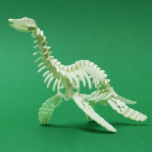 Plesiosaur Mini Skeleton Bones