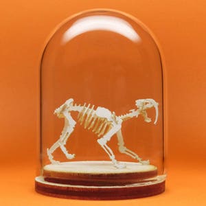 Saber Tooth Miniature Skeleton Deluxe Kit