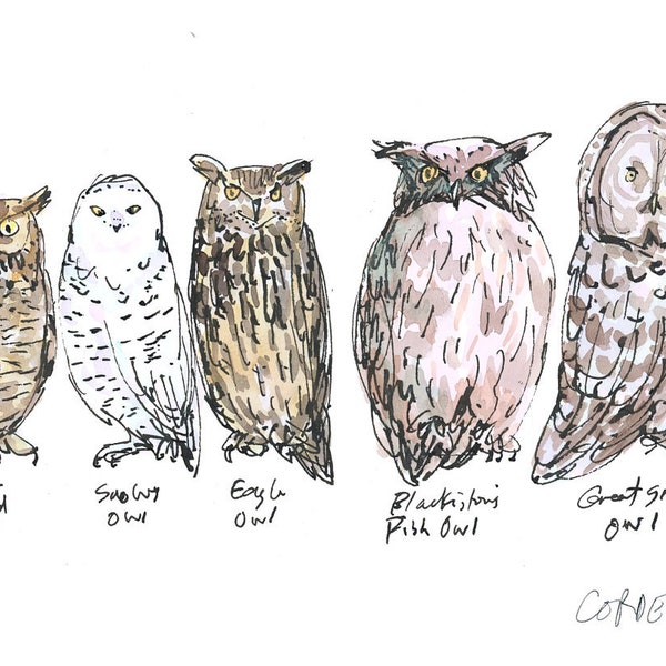 Owls of the World giclée print by Matthew Cordell