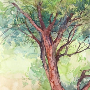 Original Tree Watercolor – Pine Tree Art Print, Nature Lover Gift, Wall Decor