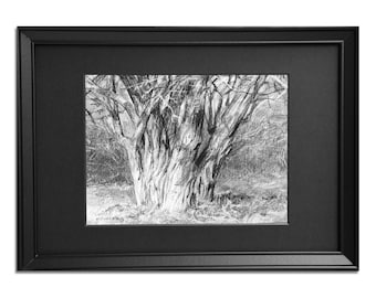 Framed Charcoal Tree Drawing: Monochrome Italian Art