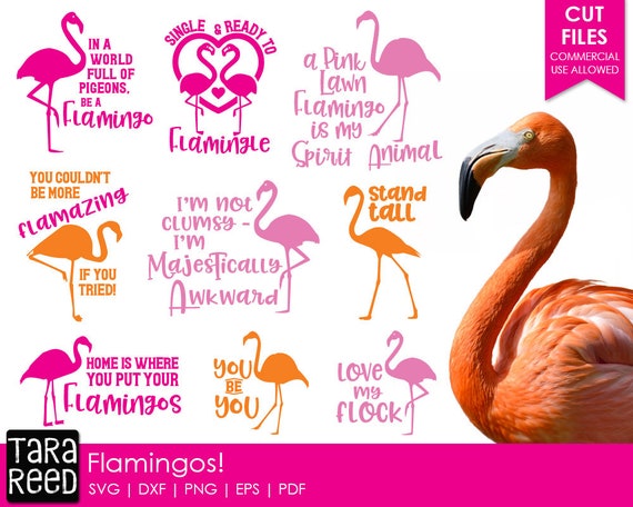 Download Flamingo SVG and Cut Files for Crafters | Etsy