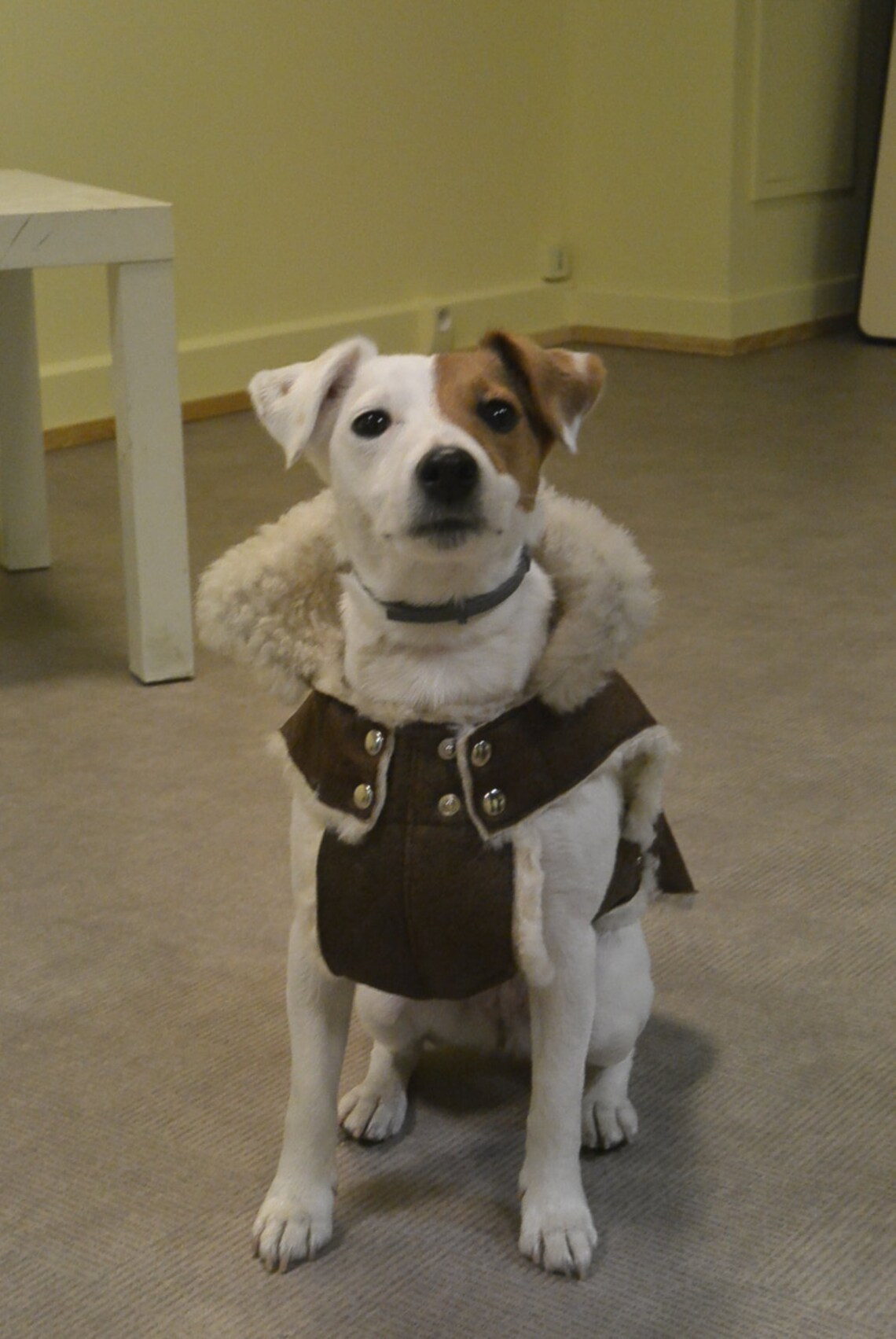 Manteau JACK RUSSELL Etsy