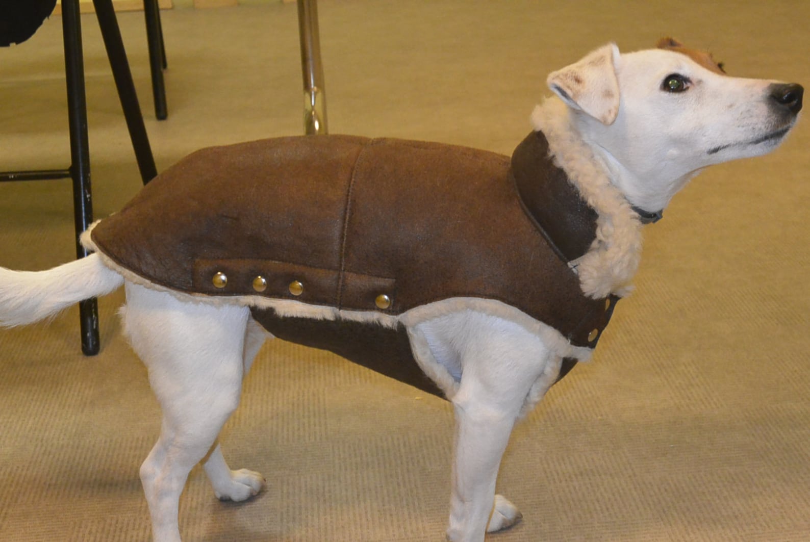 Manteau JACK RUSSELL Etsy France