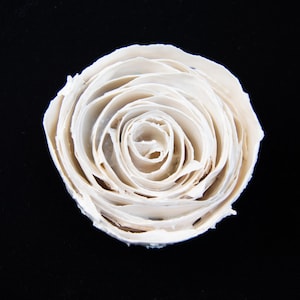 Contemporary Porcelain wall art, white rose, minimalist wall art