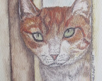 Yellow Tabby Cat Note Cards Illustrated with Pen and Ink and Colored Pencil  - "Innocent Bystander"