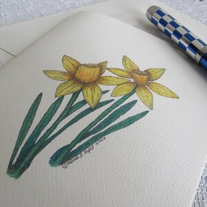 Yellow Daffodil Note Cards Illustrated with Pen and Ink and Colored Pencil