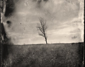 Wet Plate Collodion Photography Print - Tree- Landscape - Fine Art Print - Signed Print - Wall Art  - 11x14 Print