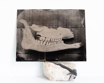 Deer Jaw Bones,  Original Tintype