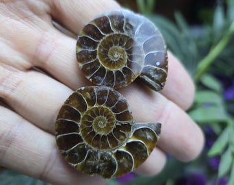 May include: Two polished ammonite fossils with intricate spiral patterns. The fossils display a range of brown hues, with visible chambers and a glossy finish. These ancient marine creatures are a testament to prehistoric life.