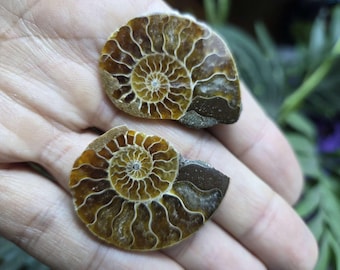 Small Ammonite Pair - Friendship - Stone Gift - Fossil Shell