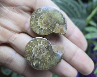 Small Ammonite Pair - Friendship - Stone Gift - Fossil Shell